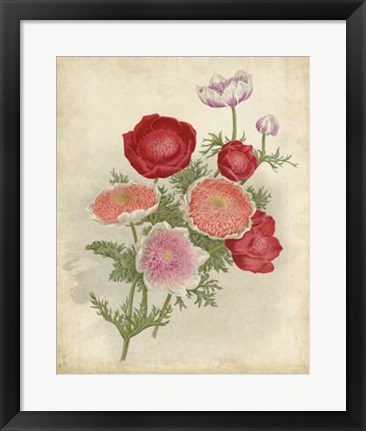 Framed Anemone Florilegium Print