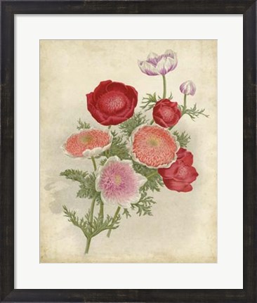 Framed Anemone Florilegium Print