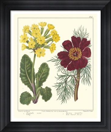 Framed Gardener's Delight II Print