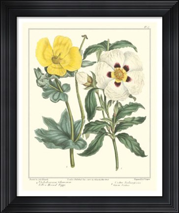 Framed Gardener's Delight III Print