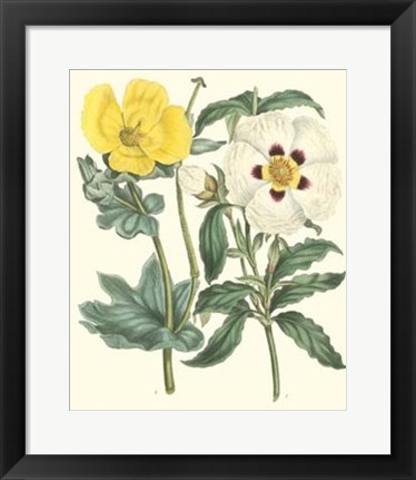 Framed Gardener&#39;s Delight III Print