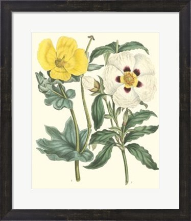 Framed Gardener&#39;s Delight III Print