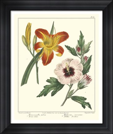 Framed Gardener's Delight IV Print
