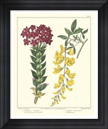 Framed Gardener's Delight V Print