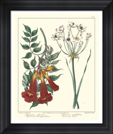 Framed Gardener's Delight VI Print