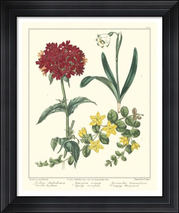 Framed Gardener's Delight VIII Print