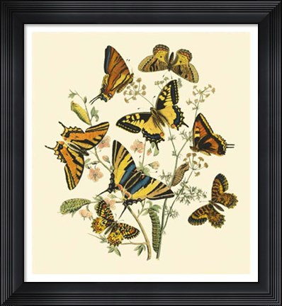 Framed Butterfly Gathering I Print