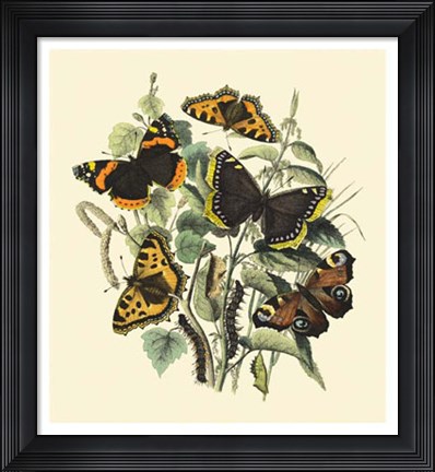 Framed Butterfly Gathering II Print