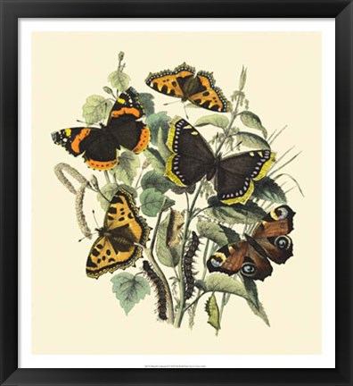 Framed Butterfly Gathering II Print
