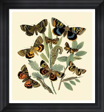 Framed Butterfly Gathering III Print