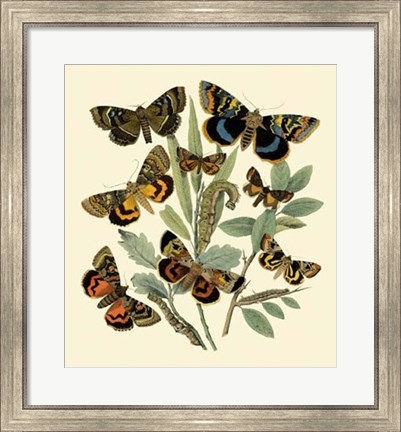 Framed Butterfly Gathering III Print