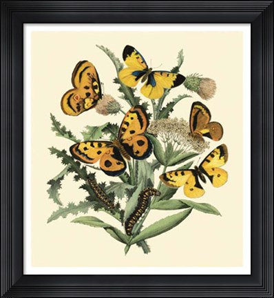 Framed Butterfly Gathering IV Print