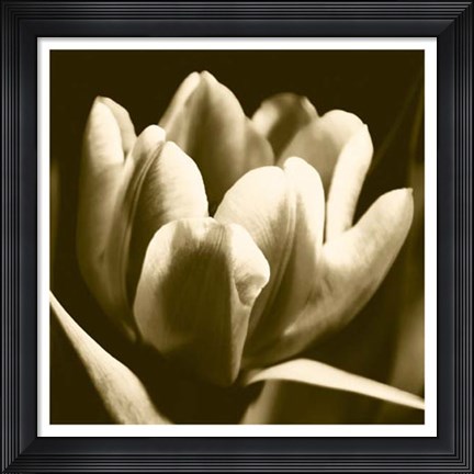 Framed Sepia Tulip I Print