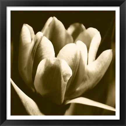 Framed Sepia Tulip I Print