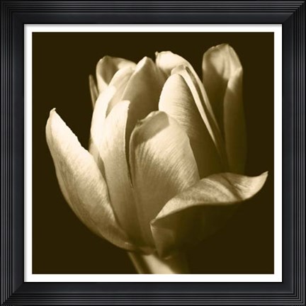 Framed Sepia Tulip II Print