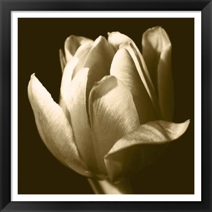 Framed Sepia Tulip II Print