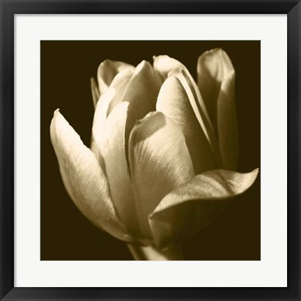 Framed Sepia Tulip II Print