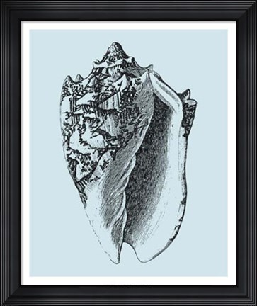 Framed Shells on Aqua I Print