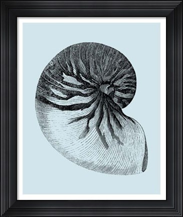 Framed Shells on Aqua II Print