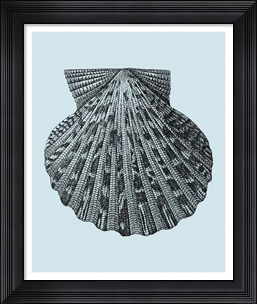 Framed Shells on Aqua III Print