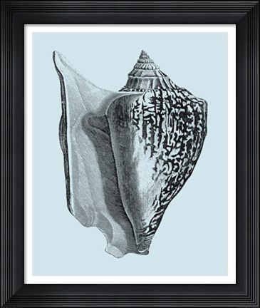 Framed Shells on Aqua IV Print