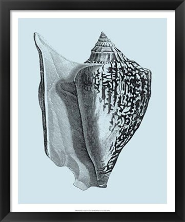 Framed Shells on Aqua IV Print