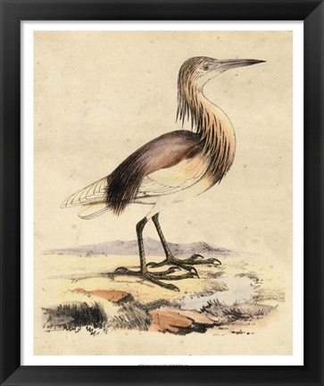 Framed Antique Heron I Print