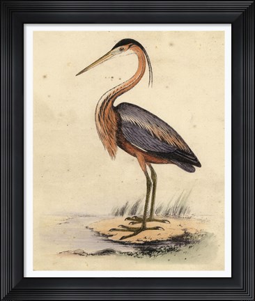 Framed Antique Heron II Print