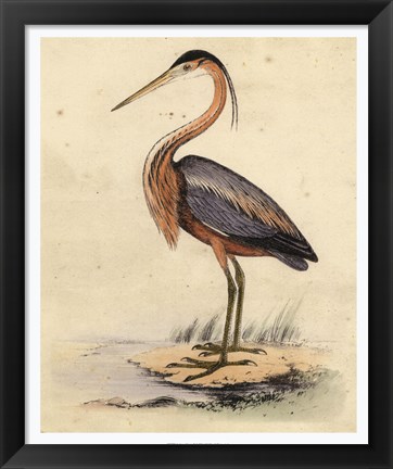 Framed Antique Heron II Print