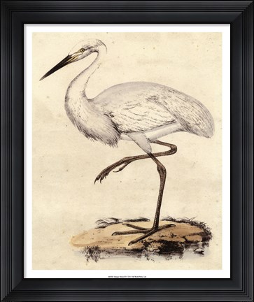 Framed Antique Heron III Print