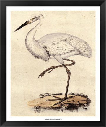 Framed Antique Heron III Print