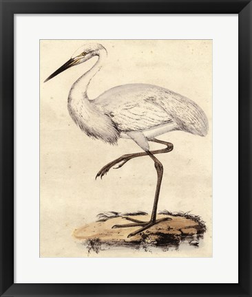 Framed Antique Heron III Print