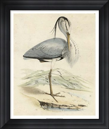 Framed Antique Heron IV Print