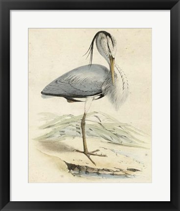 Framed Antique Heron IV Print