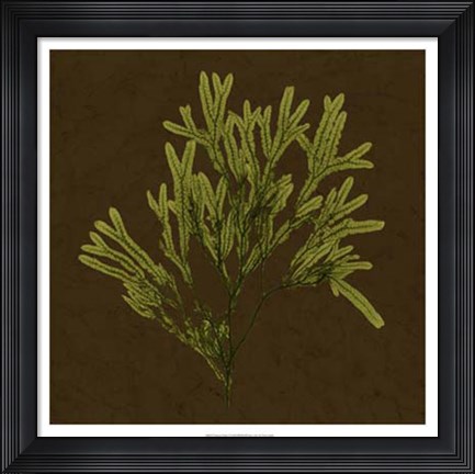 Framed Dramatic Kelp I Print