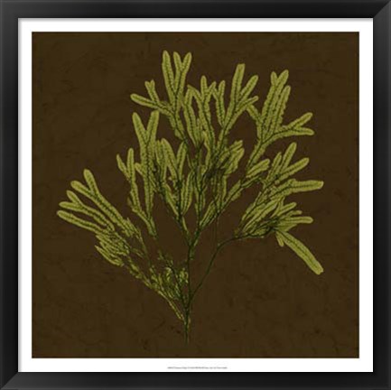 Framed Dramatic Kelp I Print