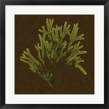 Framed Dramatic Kelp I Print