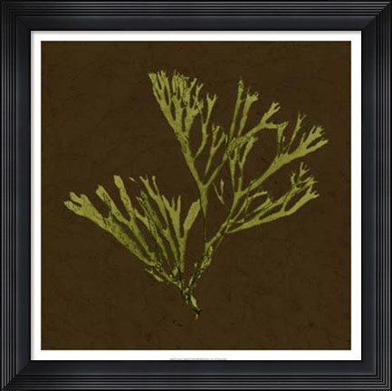 Framed Dramatic Kelp II Print