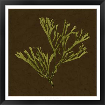 Framed Dramatic Kelp II Print