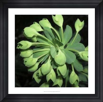 Framed Succulence I Print