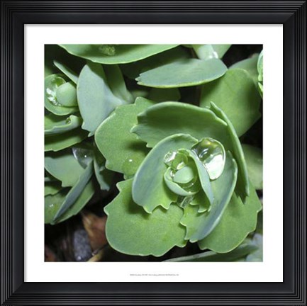 Framed Succulence II Print