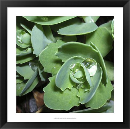 Framed Succulence II Print