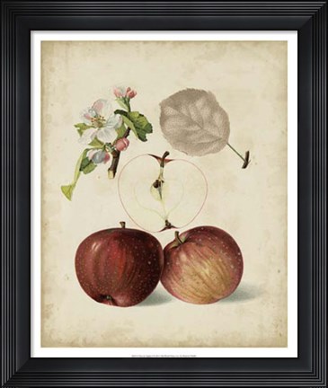 Framed Harvest Apples I Print