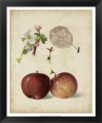 Framed Harvest Apples I Print