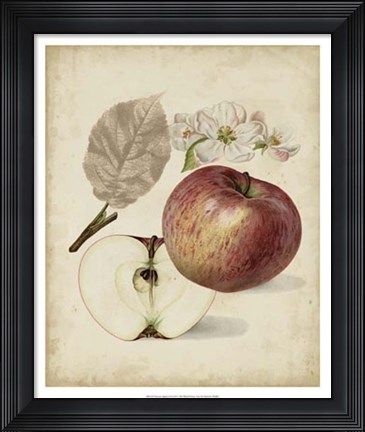 Framed Harvest Apples II Print