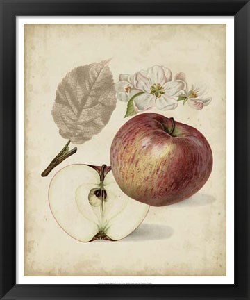 Framed Harvest Apples II Print