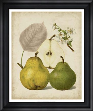 Framed Harvest Pears I Print