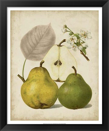 Framed Harvest Pears I Print