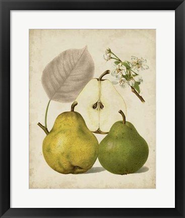 Framed Harvest Pears I Print