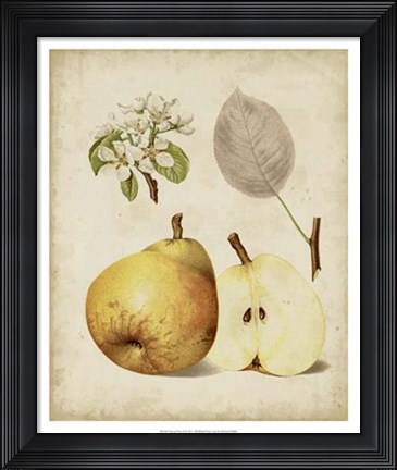 Framed Harvest Pears II Print